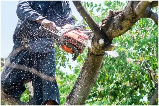 tree services Highland Village